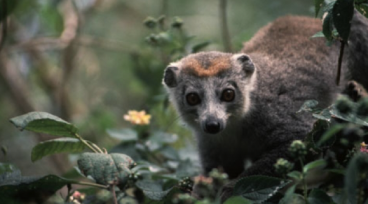 Female crowned lemur on limb of a bush ready to eat